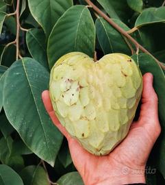 Annona cherimola pianta 