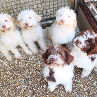 Lagotto Romagnolo-Pedigree ROI