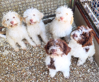 Lagotto Romagnolo-Pedigree ROI