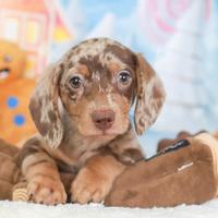 BASSOTTO NANO - BASSOTTI NANI ARLECCHINO pag rate