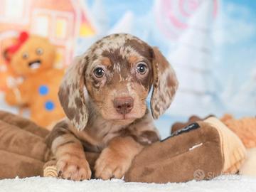 BASSOTTO NANO - BASSOTTI NANI ARLECCHINO pag rate