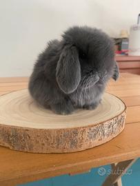 Coniglio Minilop Ariete