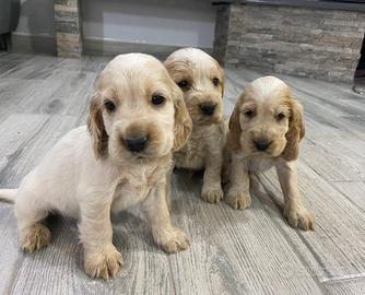 Cuccioli cocker spaniel inglese