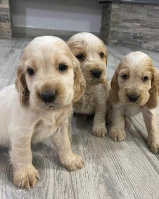 Cuccioli cocker spaniel inglese