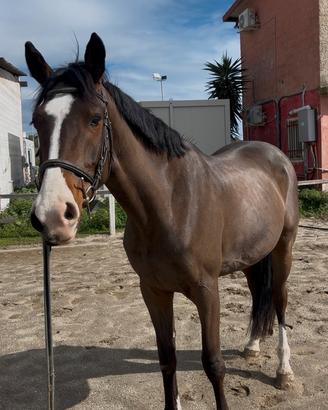Puledra entra nei 5 anni ita