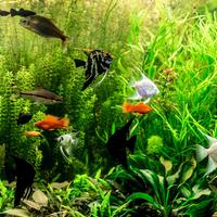 Pesci piante accessori per rivendita