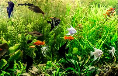 Pesci piante accessori per rivendita