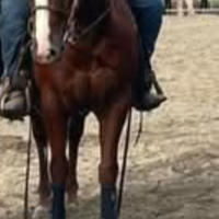 Cavallo quarter horse