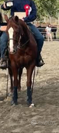 Cavallo quarter horse