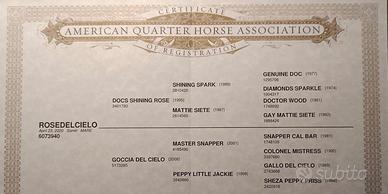 ROSE DEL CIELO - Quarter Horse Mare