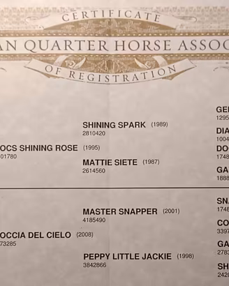 ROSE DEL CIELO - Quarter Horse Mare