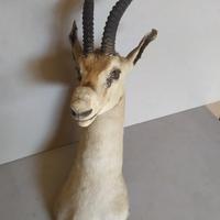 gazzella imbalsamata nel 1963