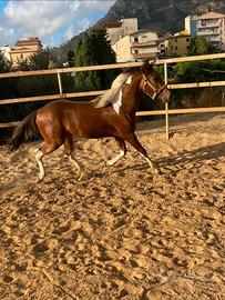 Puledro