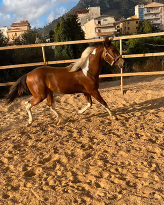 Puledro