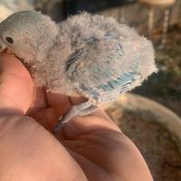 Pulli dí inseparabili