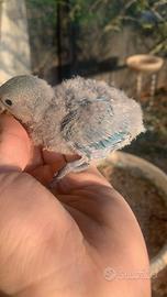 Pulli dí inseparabili