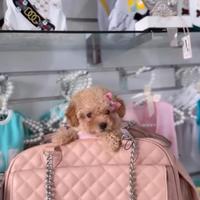 Cucciolo barboncina albicocca