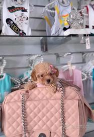 Cucciolo barboncina albicocca