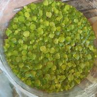 Lemma Gigante - Piante Aquatiche Acquario