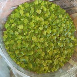 Lemma Gigante - Piante Aquatiche Acquario