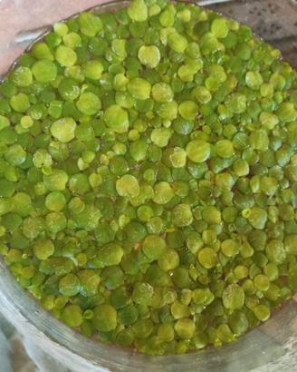 Lemma Gigante - Piante Aquatiche Acquario