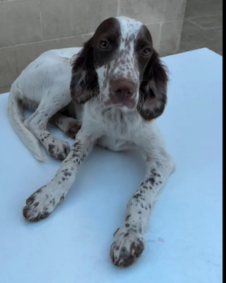 Setter inglese