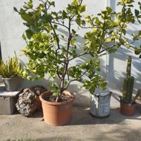 Pianta di cedro, in vaso