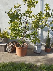 Pianta di cedro, in vaso