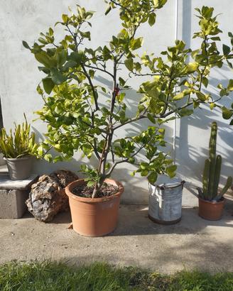 Pianta di cedro, in vaso