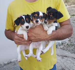 JACK RUSSEL