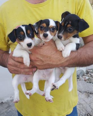 JACK RUSSEL