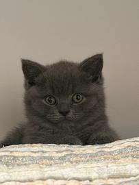 British shorthair