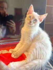 Gatti ragdoll