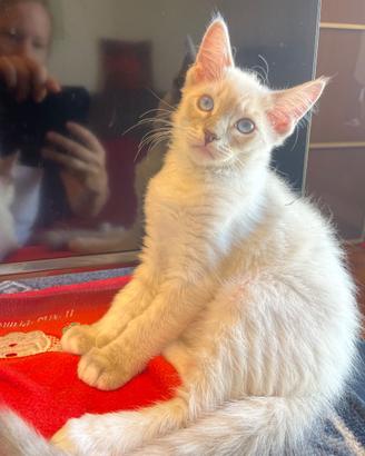 Gatti ragdoll