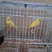 2 canarini
