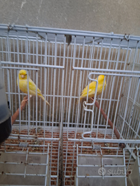 2 canarini