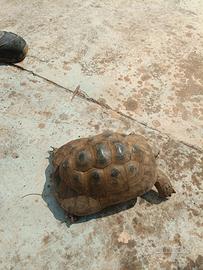 tartaruga 