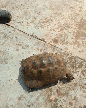 tartaruga 