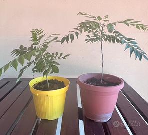 Murraya Koenigii Pianta del curry