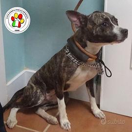 NELLY ancora una cucciolotta