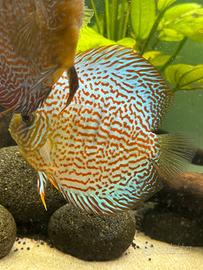 Discus