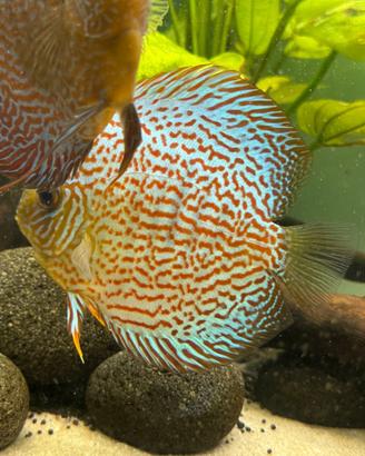 Discus