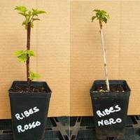 Piccoli Frutti della salute  buonissimi - 4 Piante