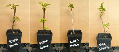 Piccoli Frutti della salute  buonissimi - 4 Piante