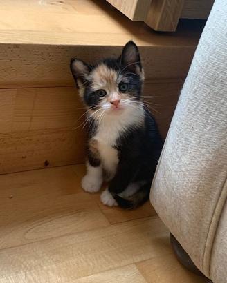 Gattina tricolore incrocio siberiano