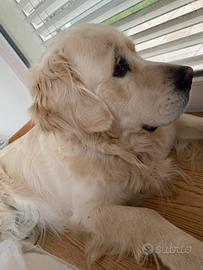 Golden Retriver - accoppiamento