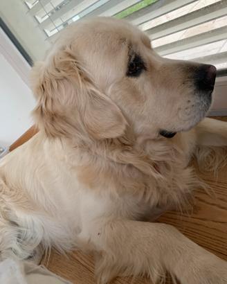 Golden Retriver - accoppiamento