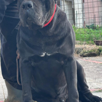 Stallone Cane Corso TOP DI RAZZA