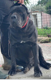 Stallone Cane Corso TOP DI RAZZA