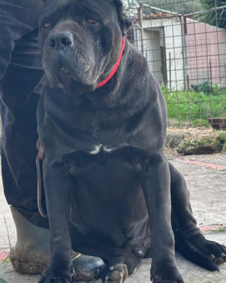 Stallone Cane Corso TOP DI RAZZA